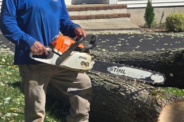 TREE SERVICES