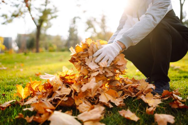 Harvesting autumn leaves. Man cleans the autumn park from yellow leaves. Volunteering, cleaning.