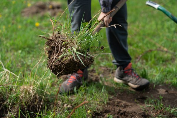 Man with shovel in garden. Male with gardening tools. Gardener work. transplanting raspberry seedlings